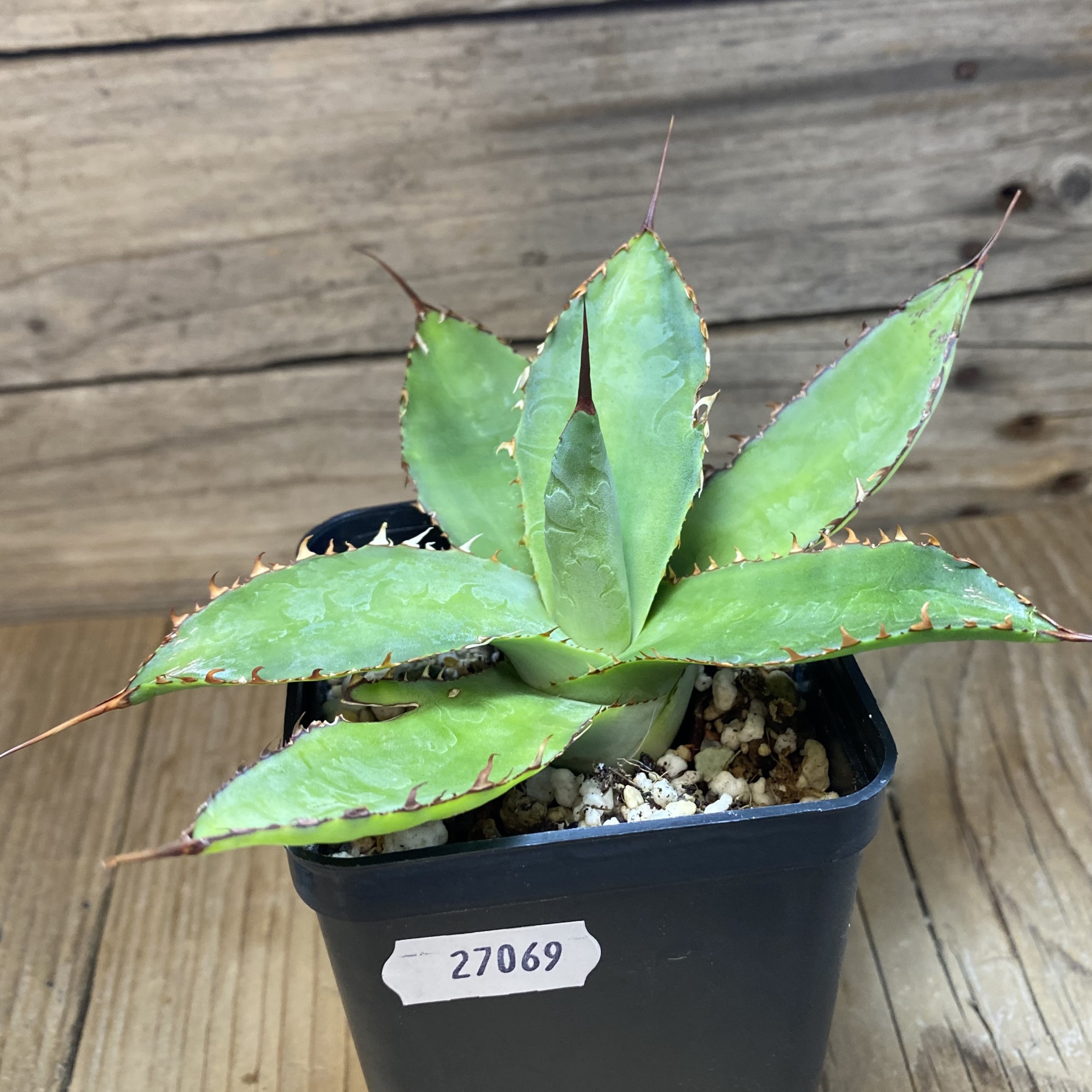 SH27069 Agave bovicornuta - Image 3