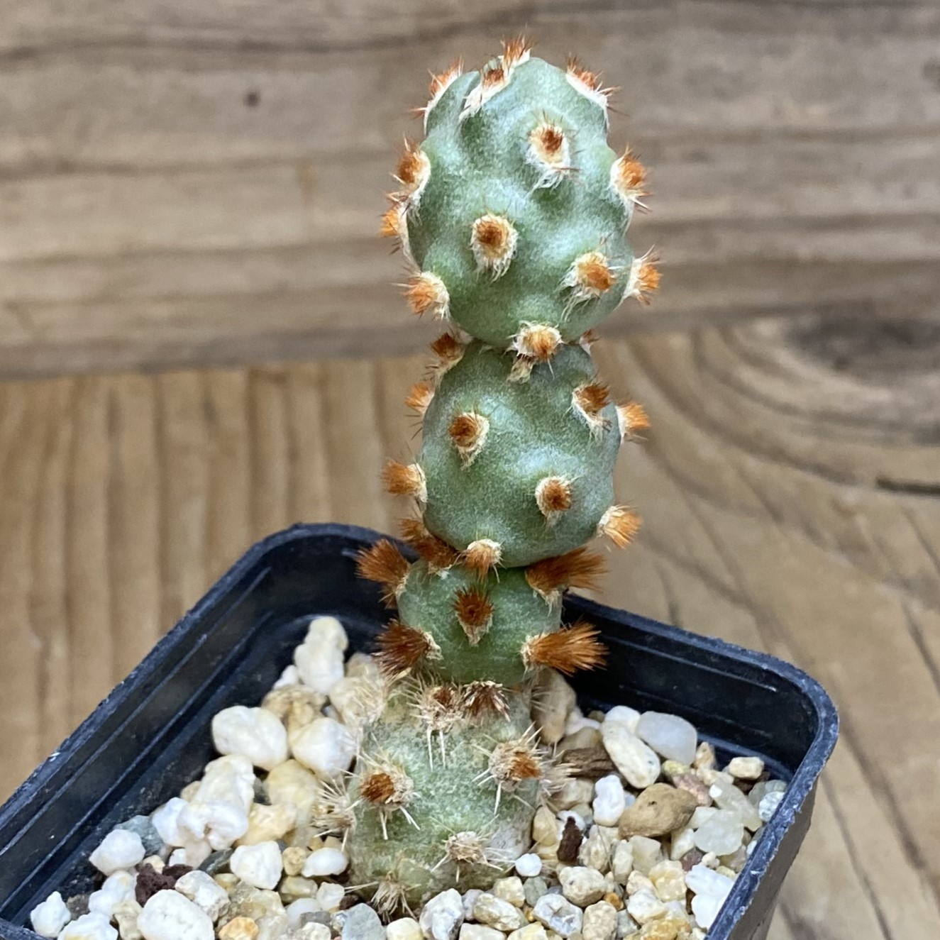 SH14122 Tephrocactus molinensis - Image 2