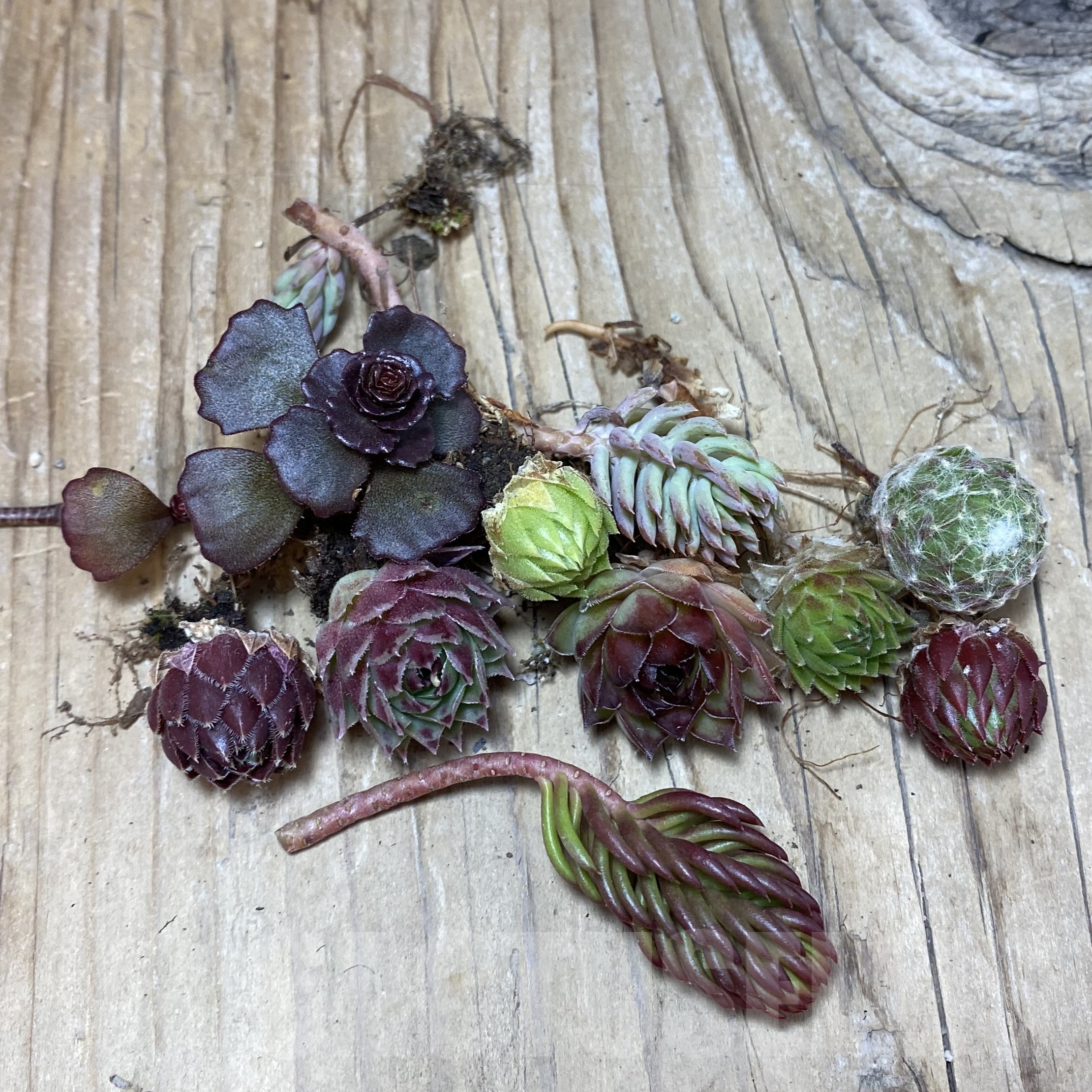 SH25088 Succulents mix (cold-resistant), cuted - Image 2