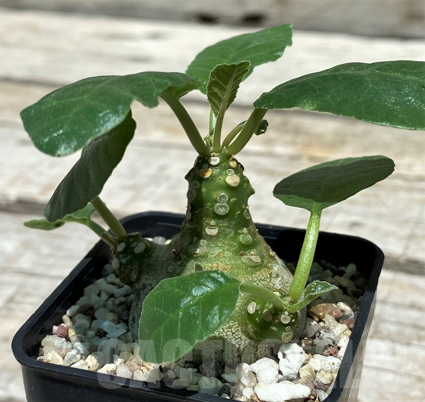 SH10262 Dorstenia crispa - Image 2