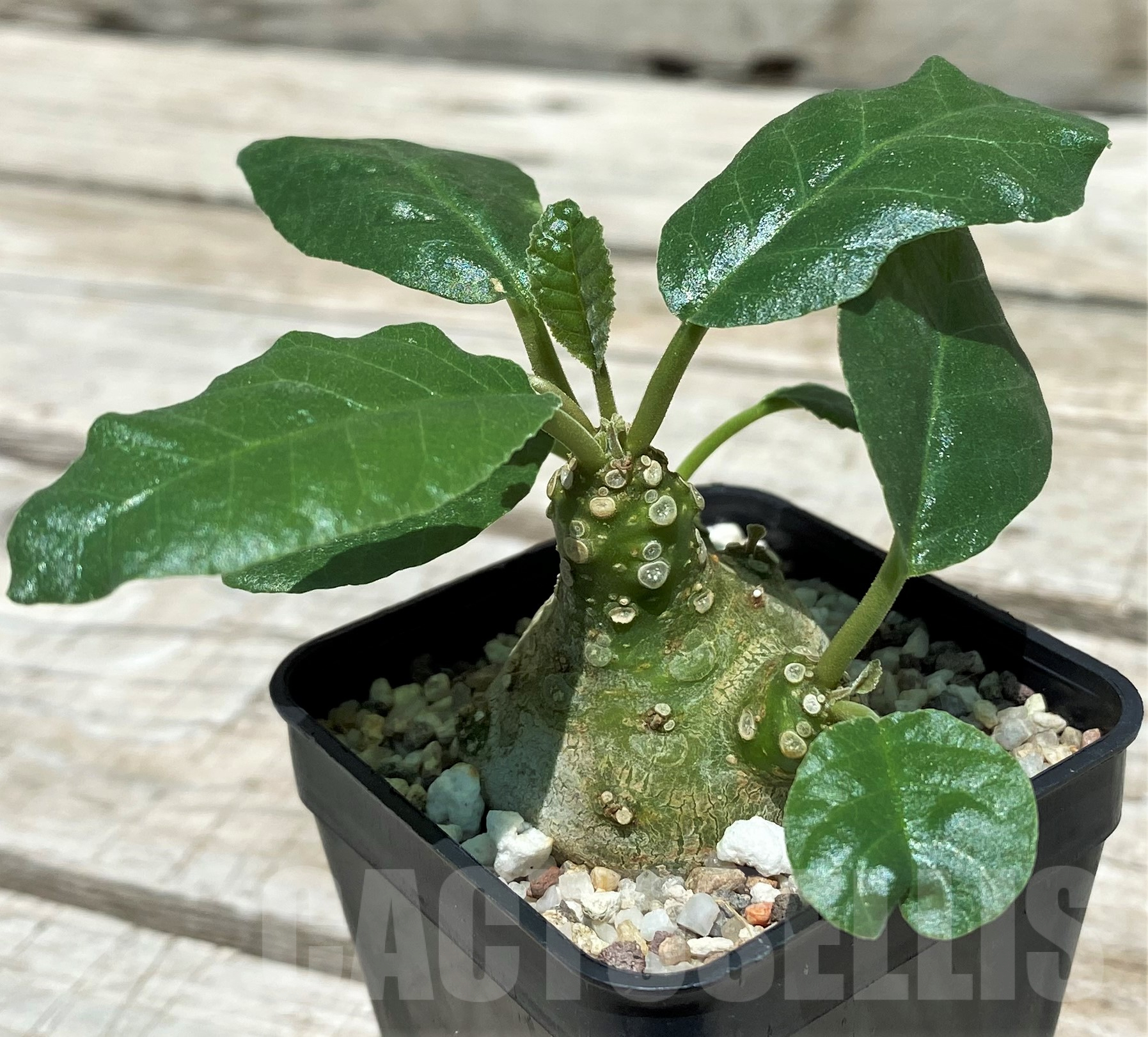 SH10262 Dorstenia crispa