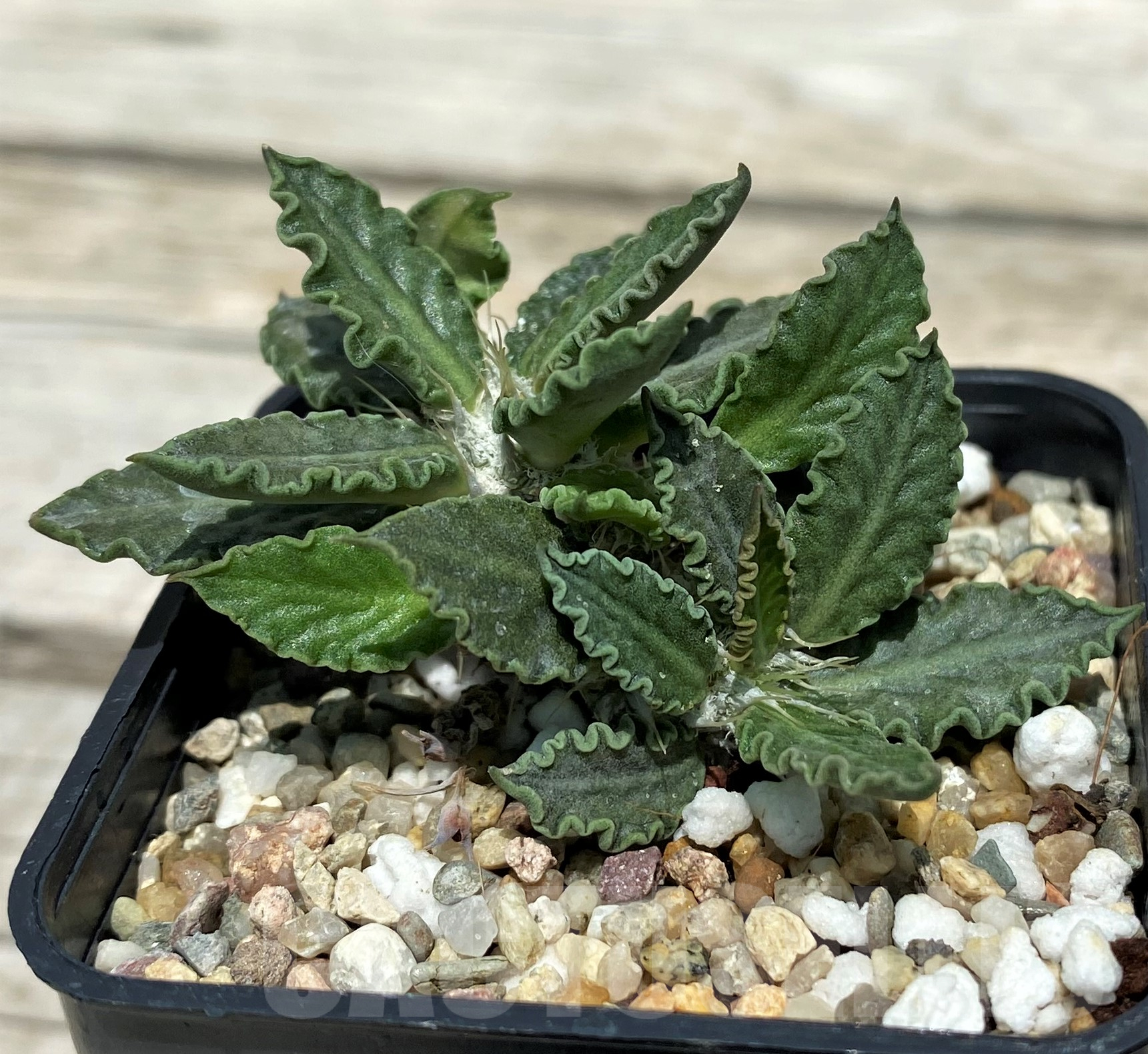 SH10267 Euphorbia tulearensis