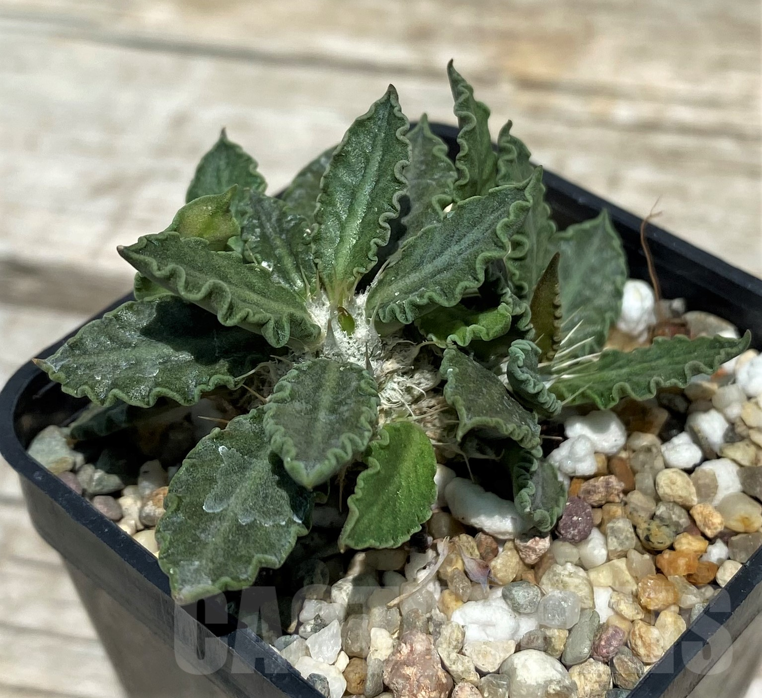 SH10267 Euphorbia tulearensis - Image 2