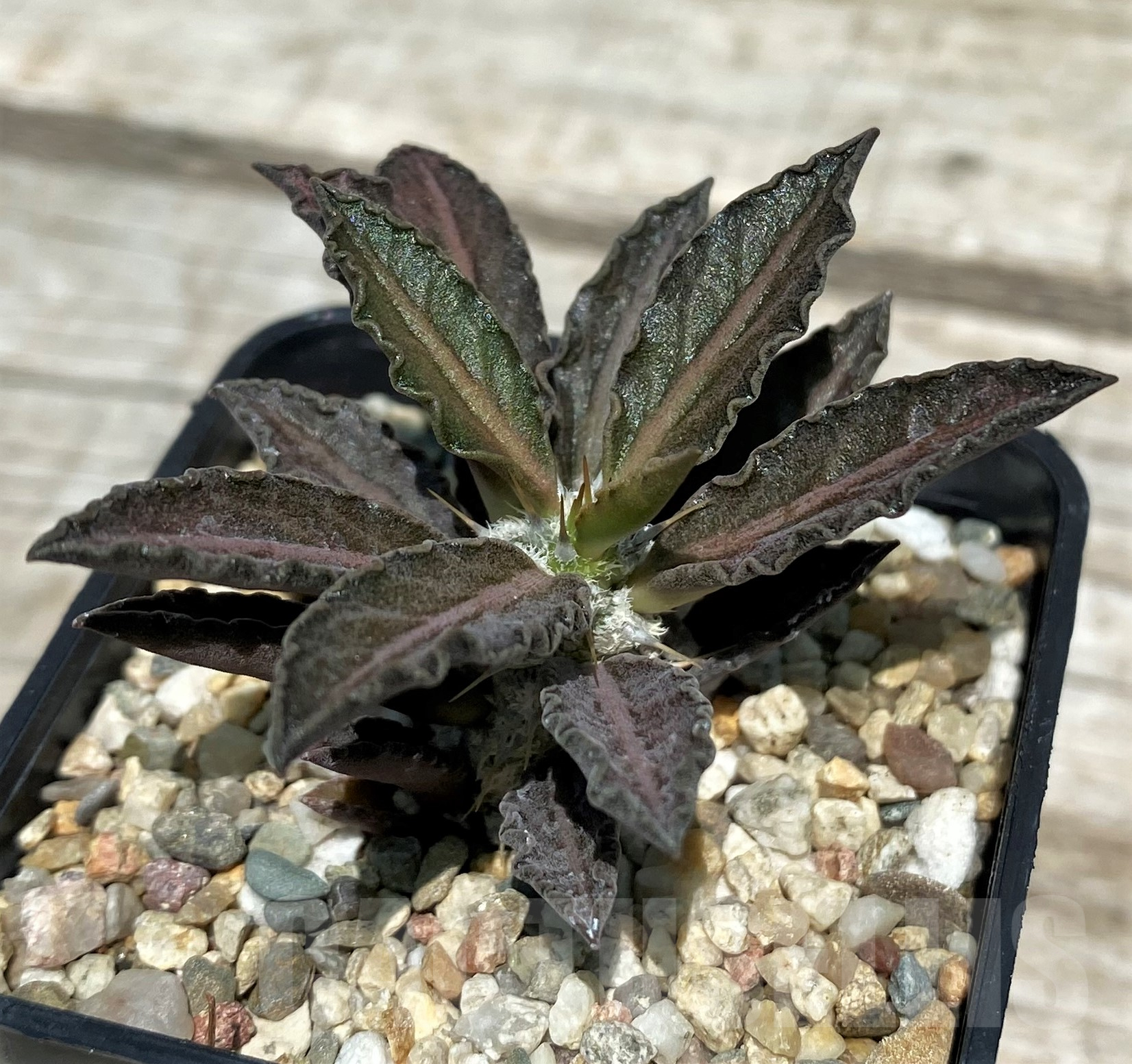 SH10268 Euphorbia tulearensis