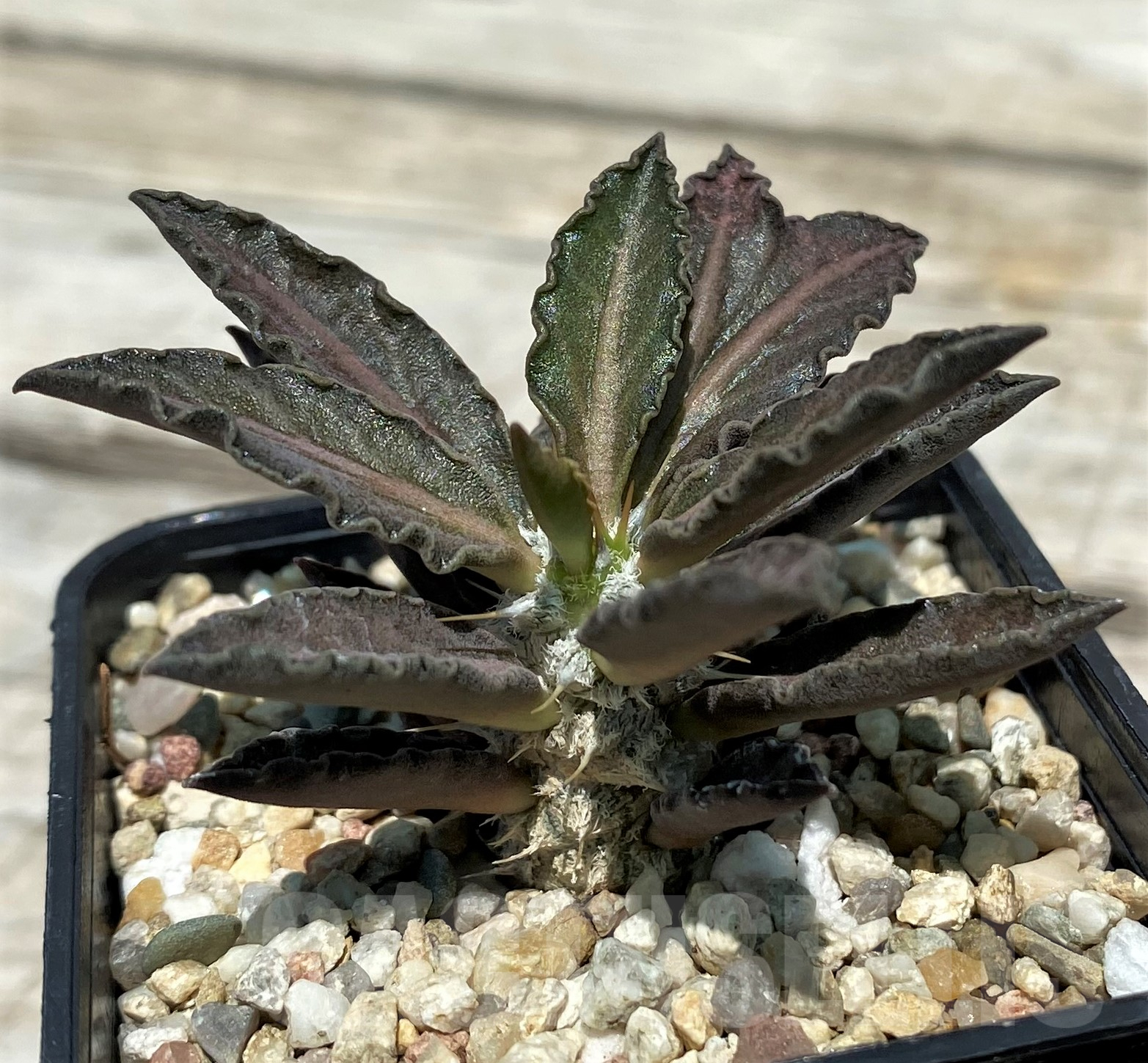 SH10268 Euphorbia tulearensis - Image 2