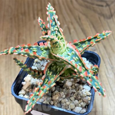 SH10276 Aloe TCT hybrid