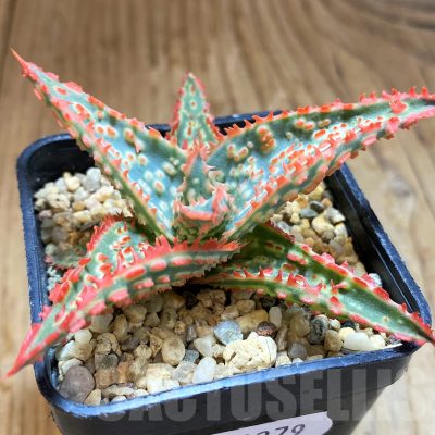 SH10279 Aloe TCT hybrid