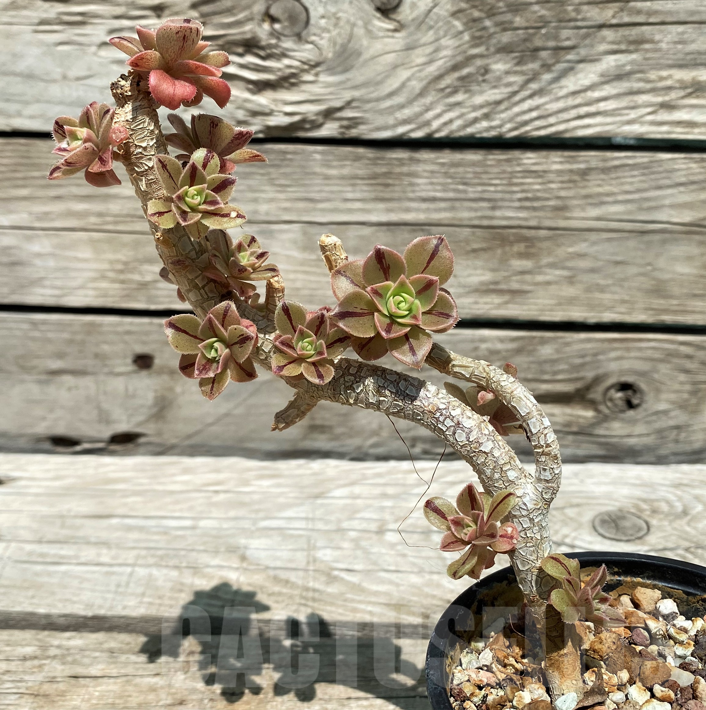 SH10281 Aeonium ‘Leucoblepharum’ - Image 2
