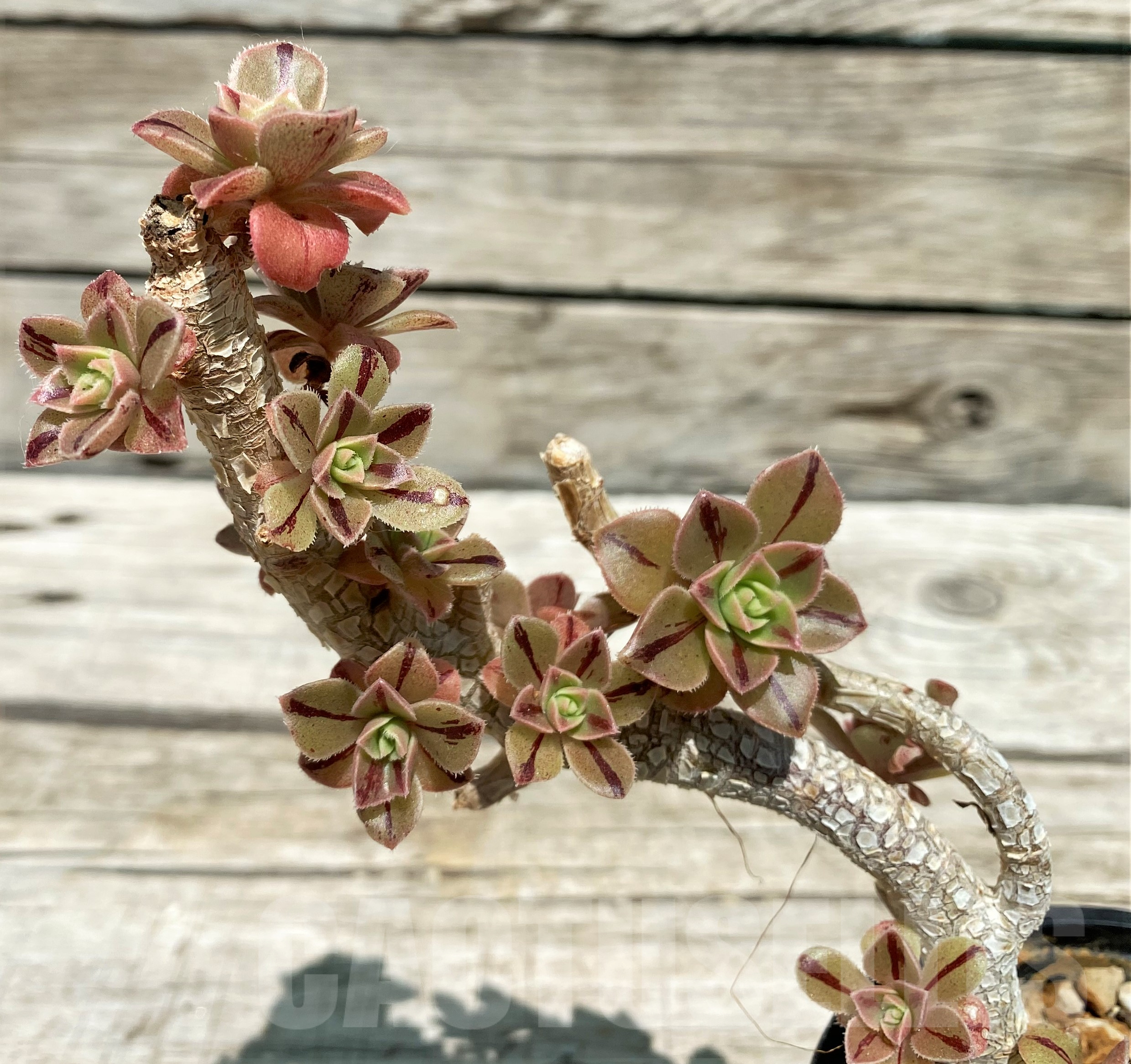 SH10281 Aeonium ‘Leucoblepharum’