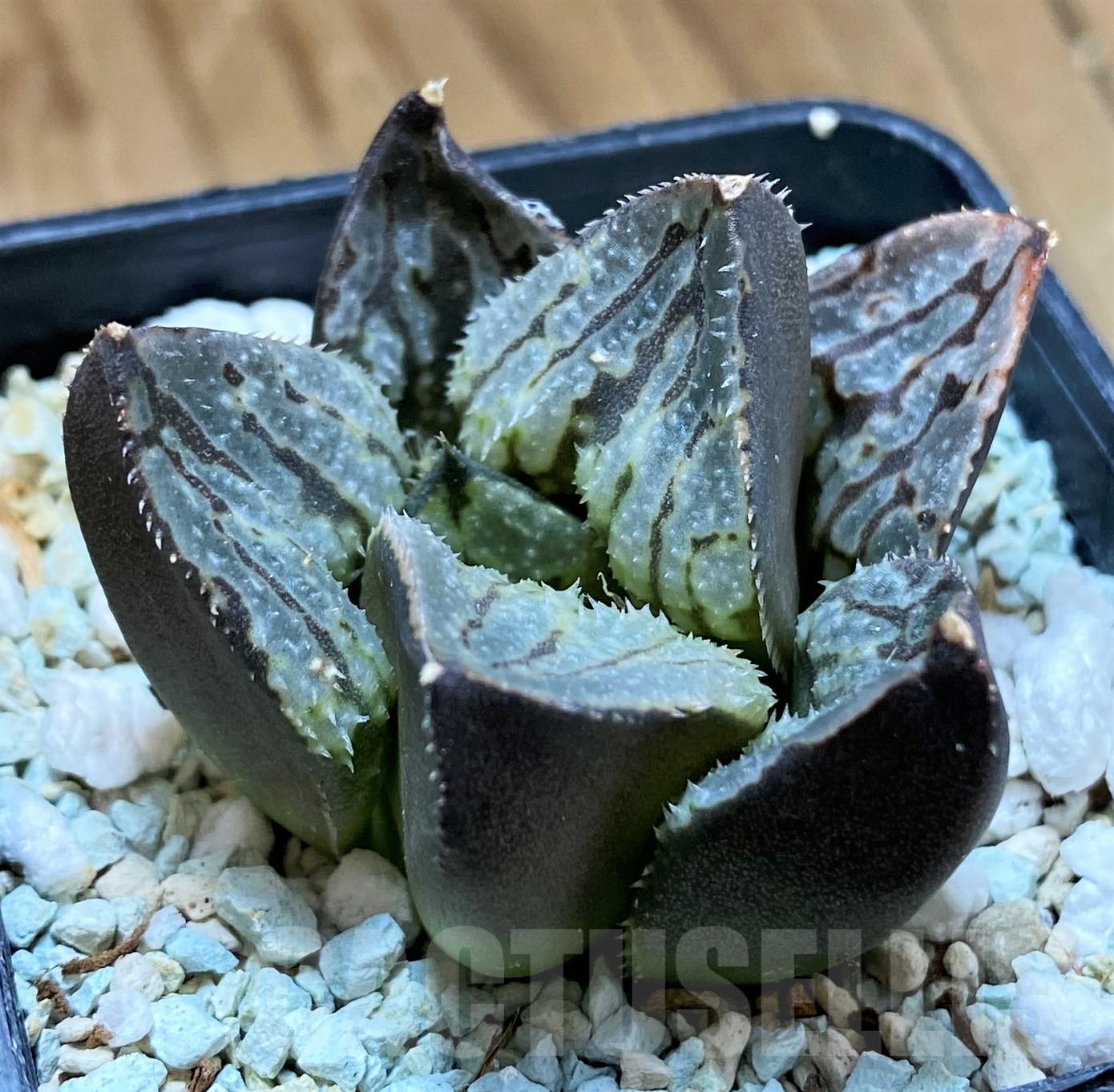 SH10287 Haworthia ‘Love City’