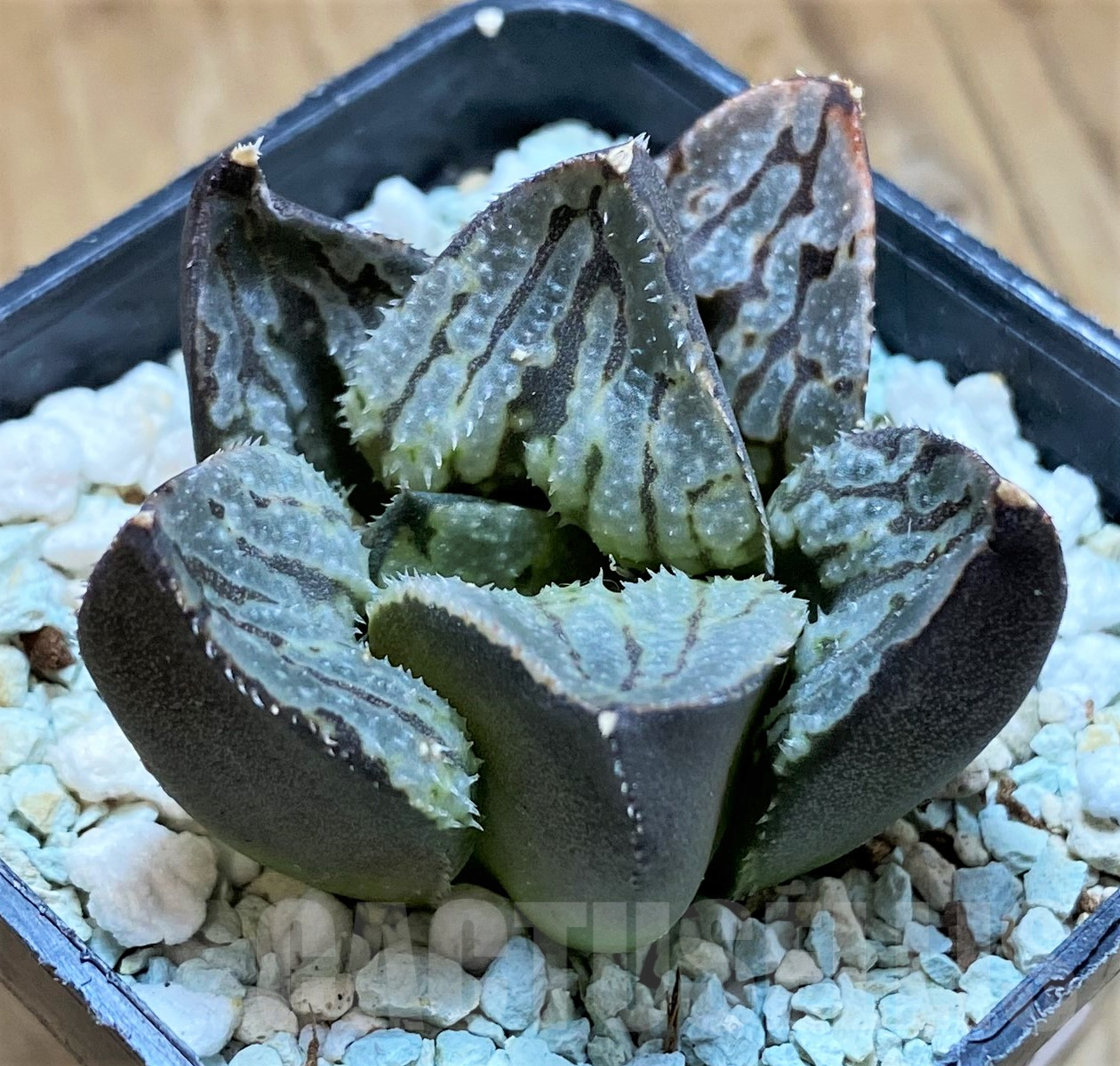 SH10287 Haworthia ‘Love City’ - Image 2
