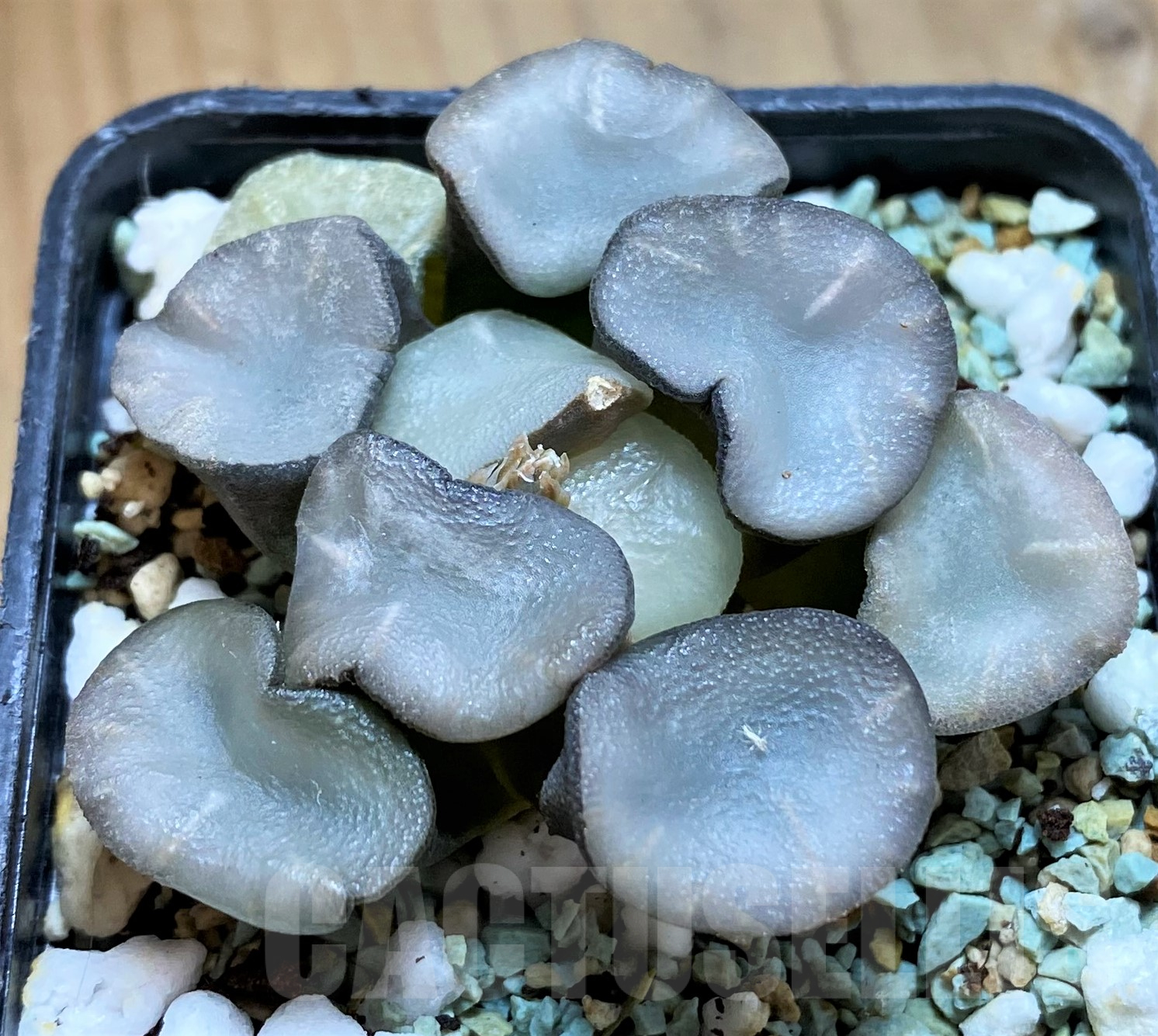 SH10288 Haworthia maughanii ‘Magic Mirror Vientiane’ - Image 2