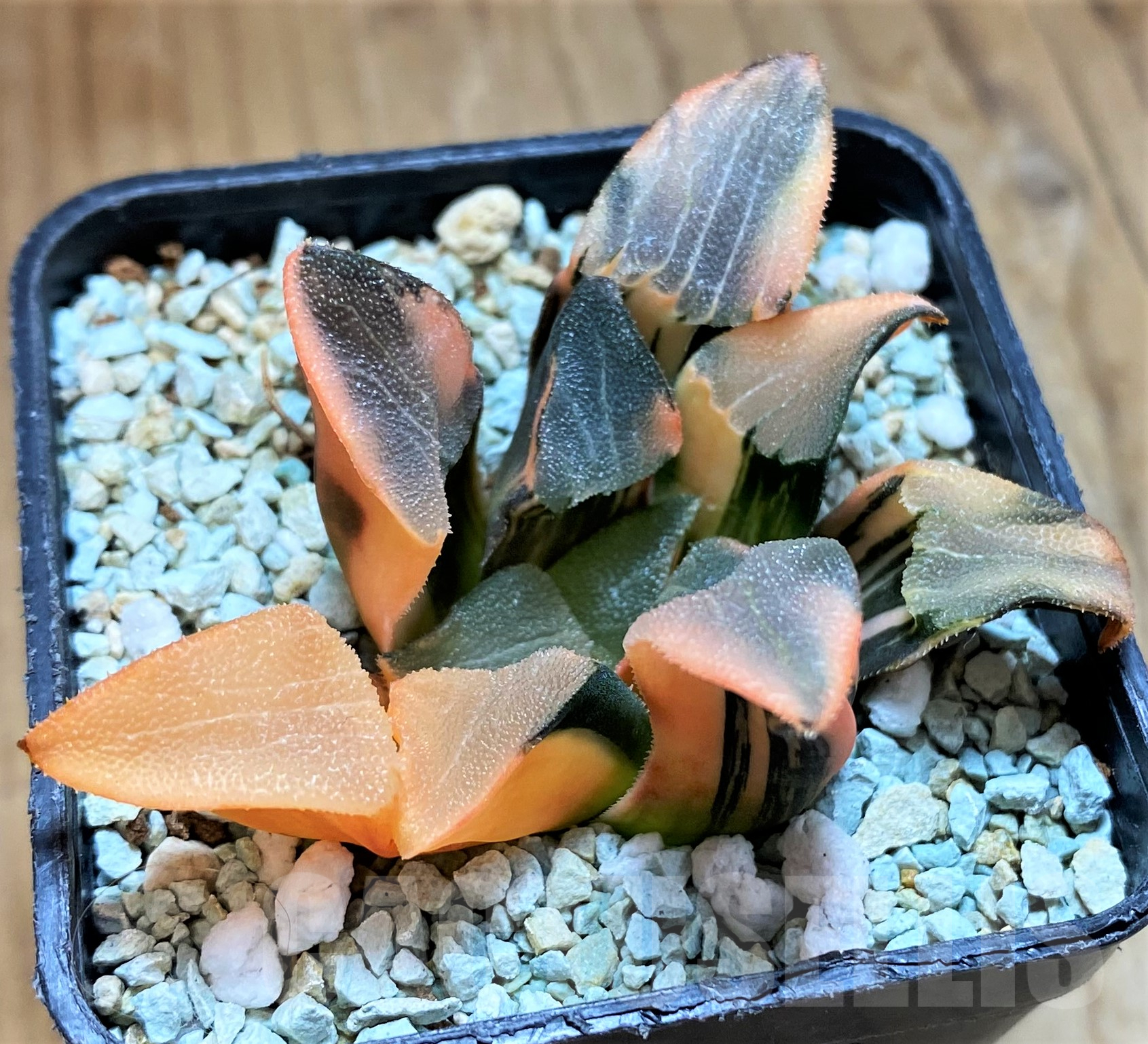 SH10290 Haworthia bayeri f. variegata - Image 2
