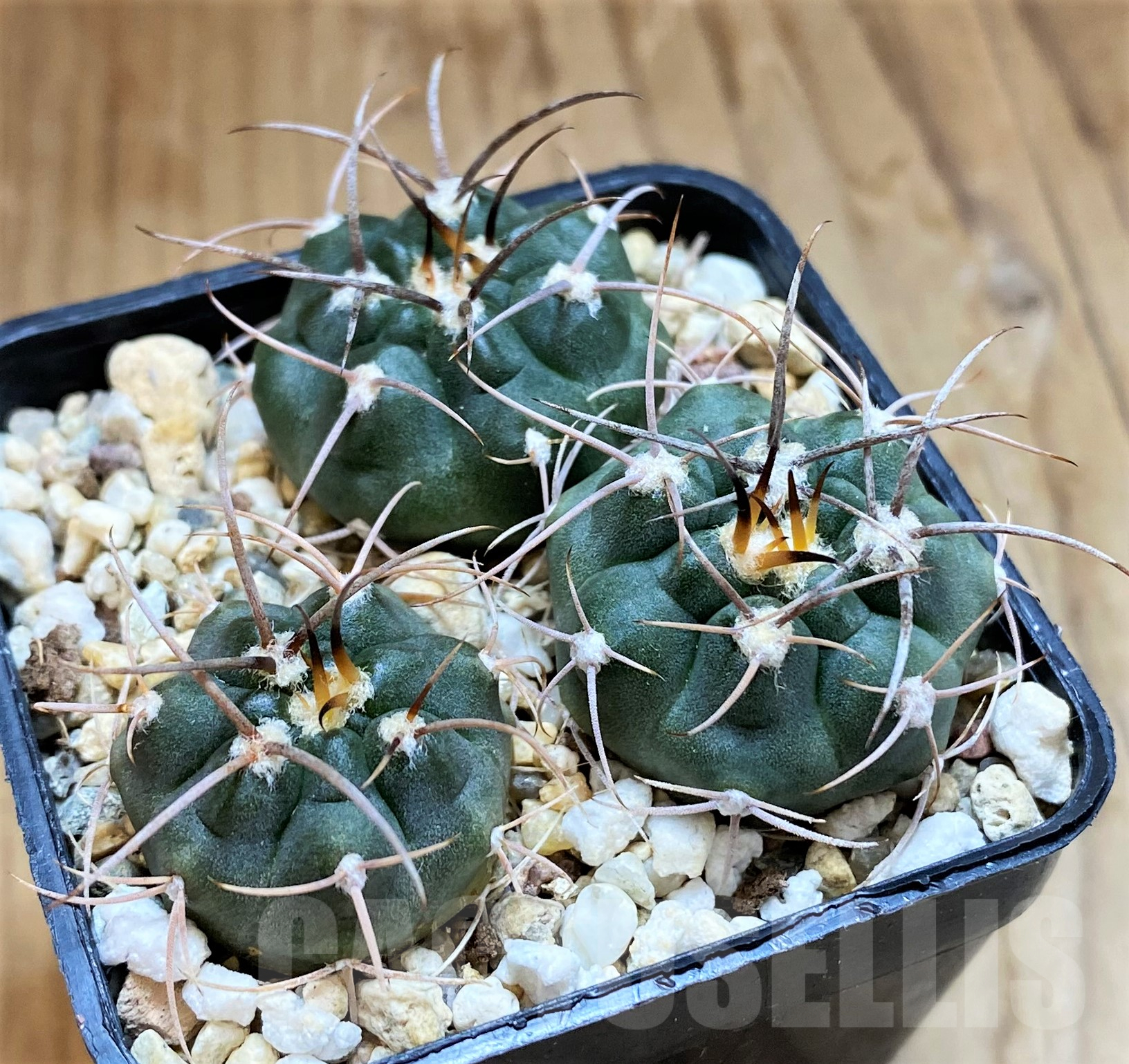 SH10299 Gymnocalycium tillianum VG643, 3 plants