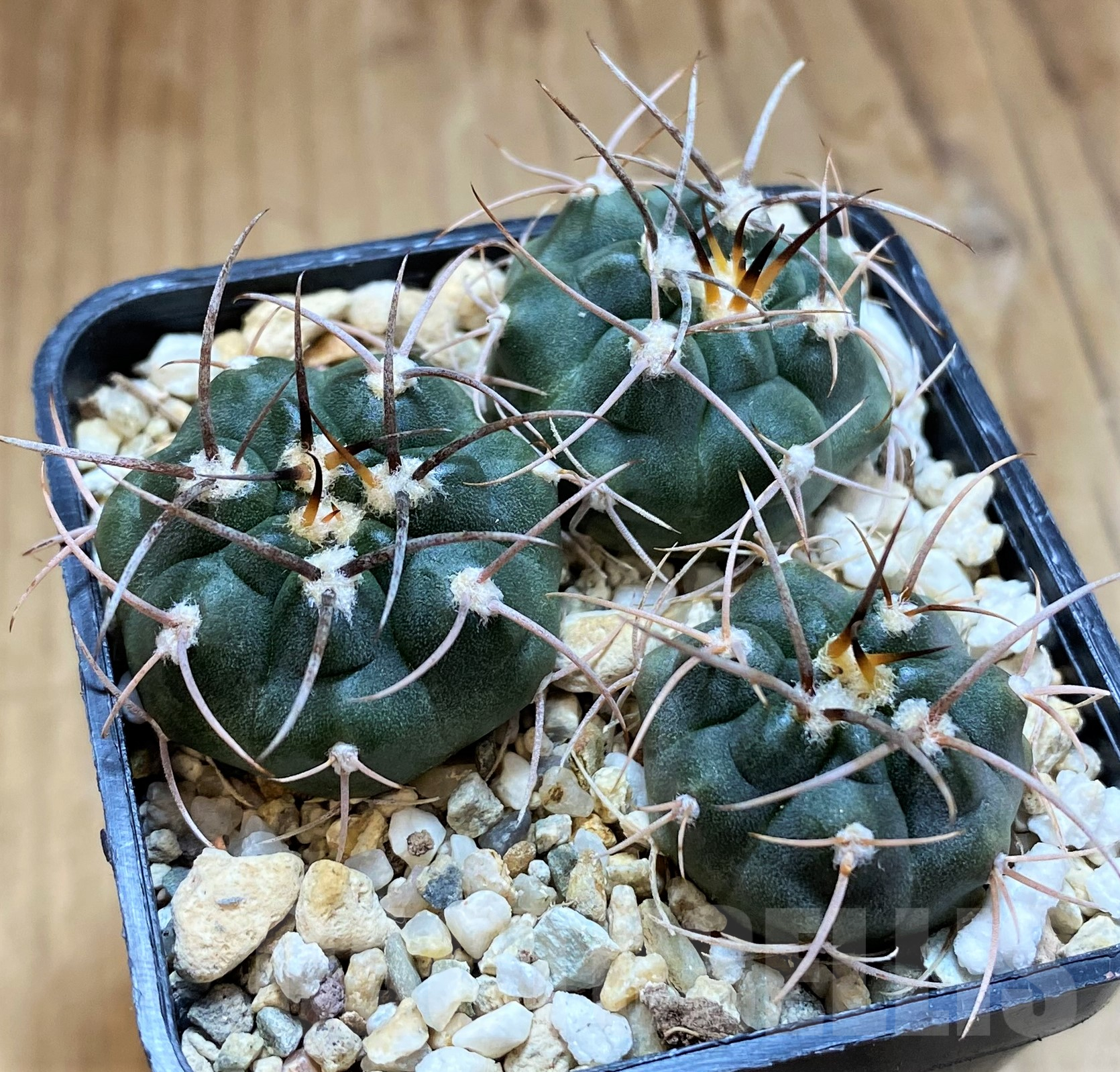 SH10299 Gymnocalycium tillianum VG643, 3 plants - Image 2