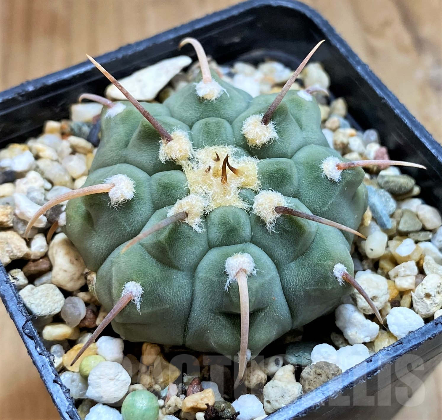 SH10301 Gymnocalycium vatteri, selection