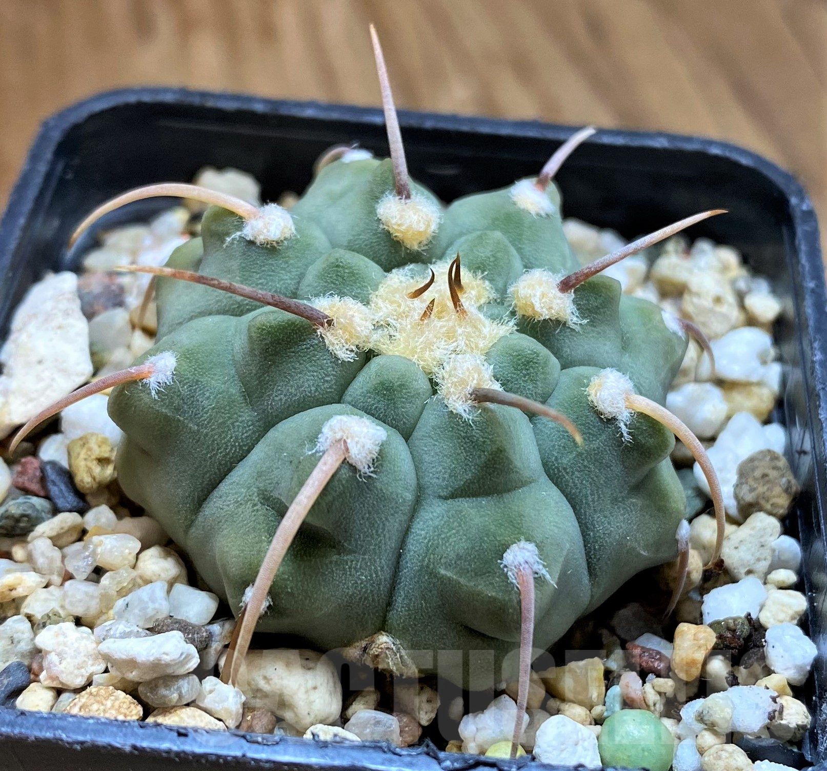 SH10301 Gymnocalycium vatteri, selection - Image 2