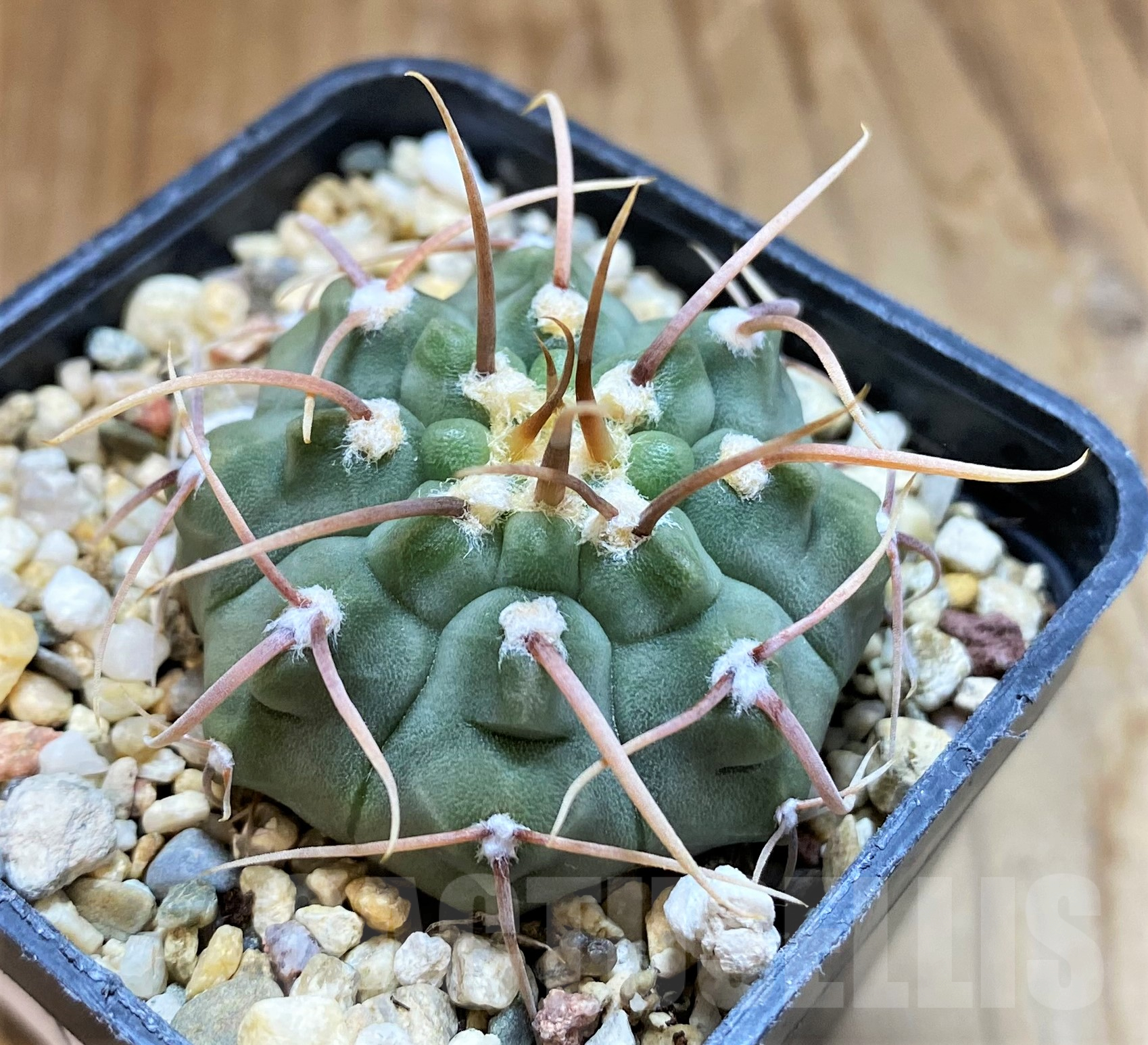SH10302 Gymnocalycium vatteri, selection - Image 2