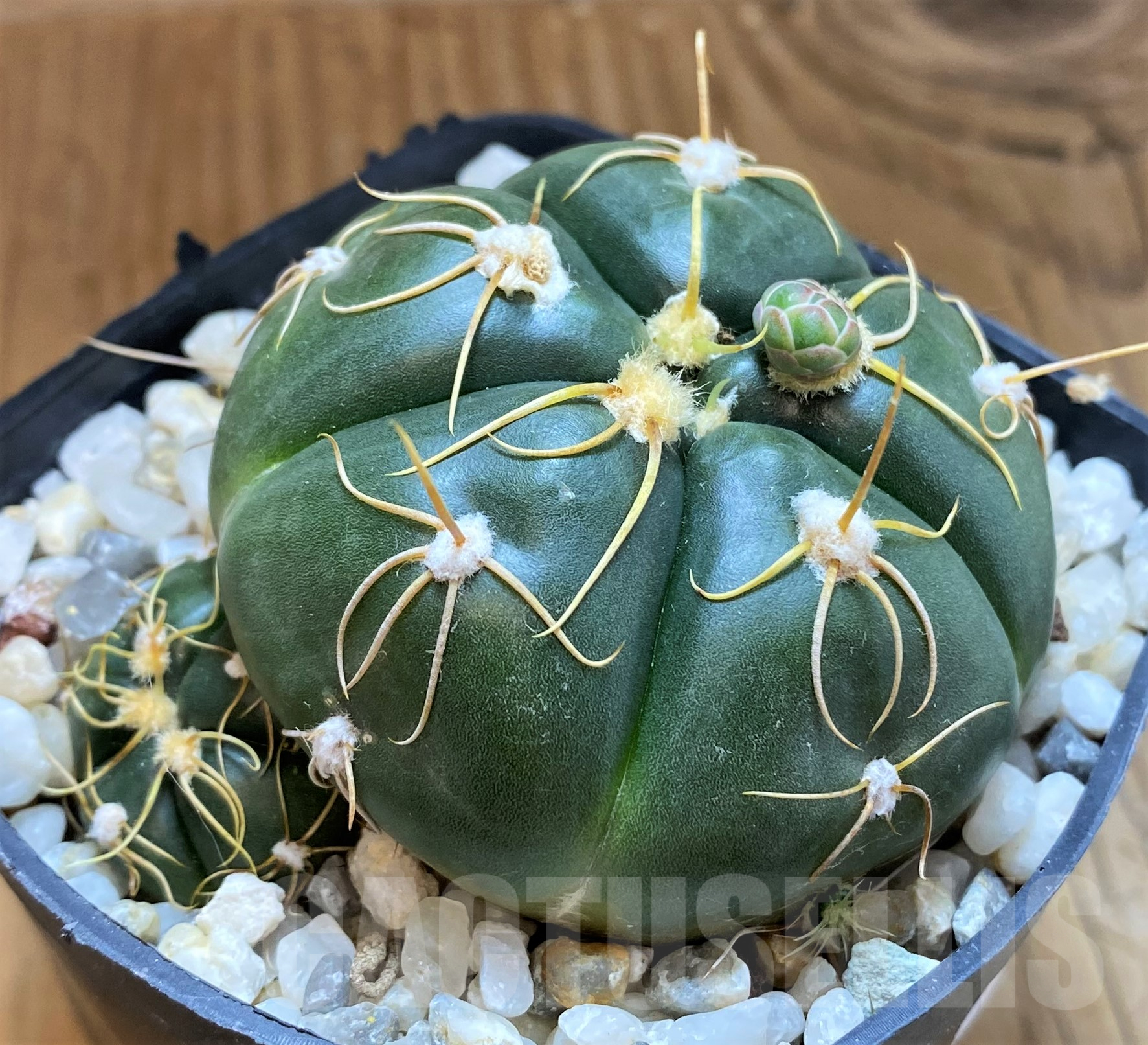 SH10306 Gymnocalycium denudatum, clone 2,10 year old, ex MG463.6 - Image 2