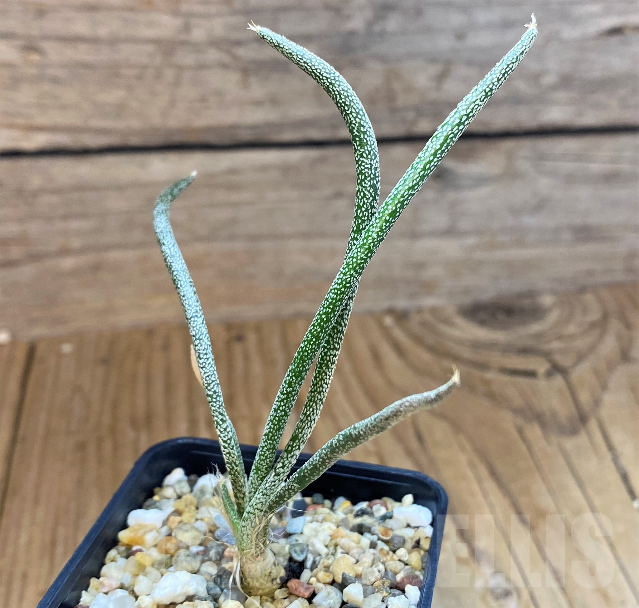 SH10307 Astrophytum caput-medusae, seedling
