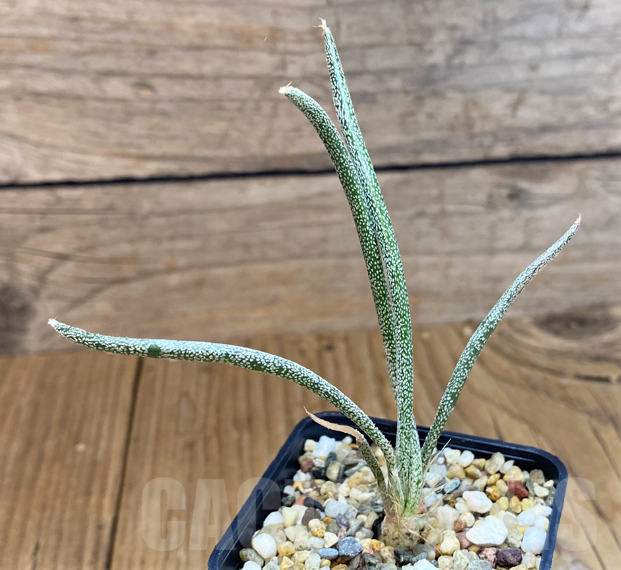 SH10307 Astrophytum caput-medusae, seedling - Image 2