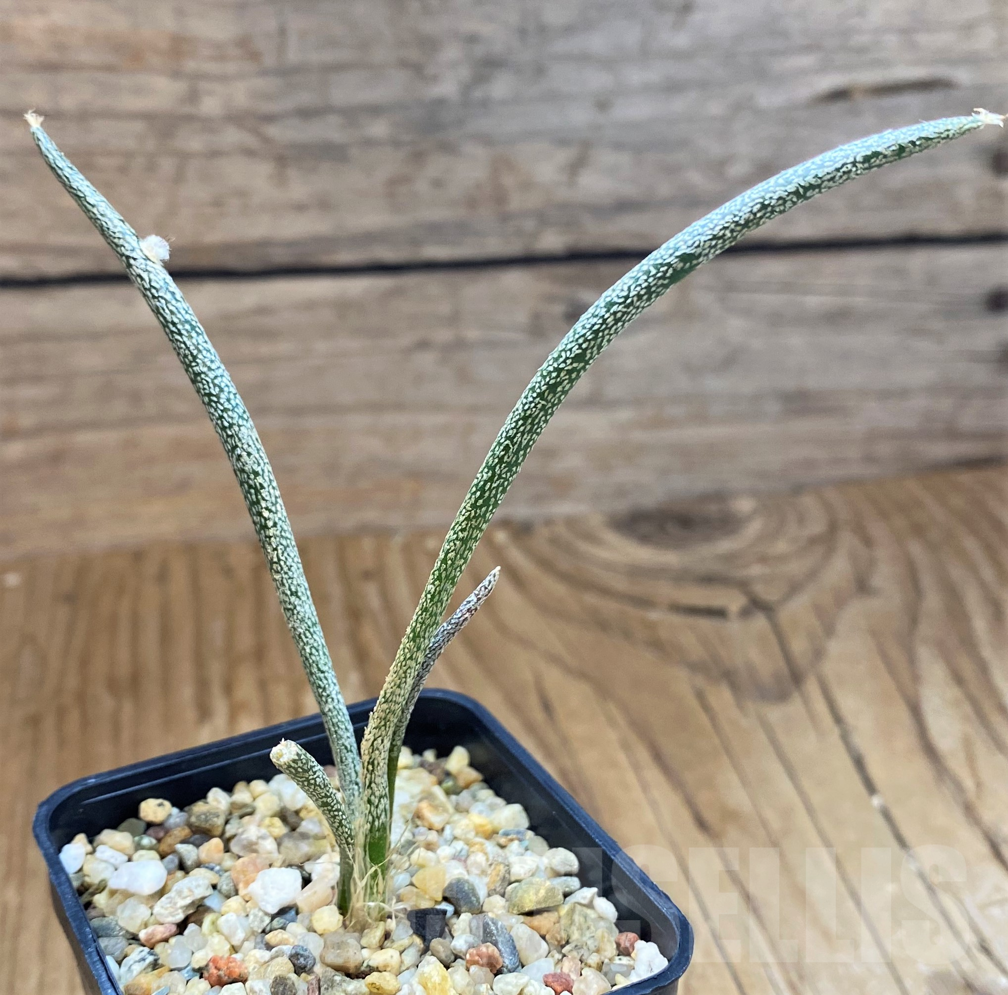 SH10308 Astrophytum caput-medusae, seedling - Image 2