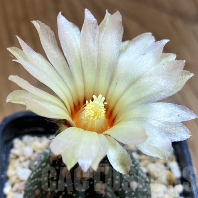 SH10311 Astrophytum asterias