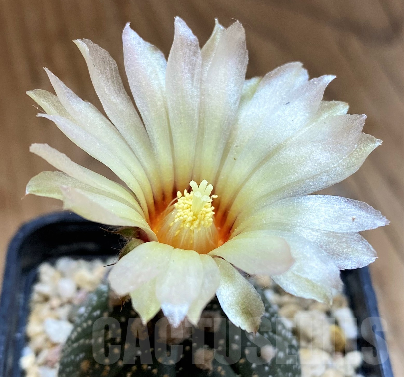 SH10311 Astrophytum asterias