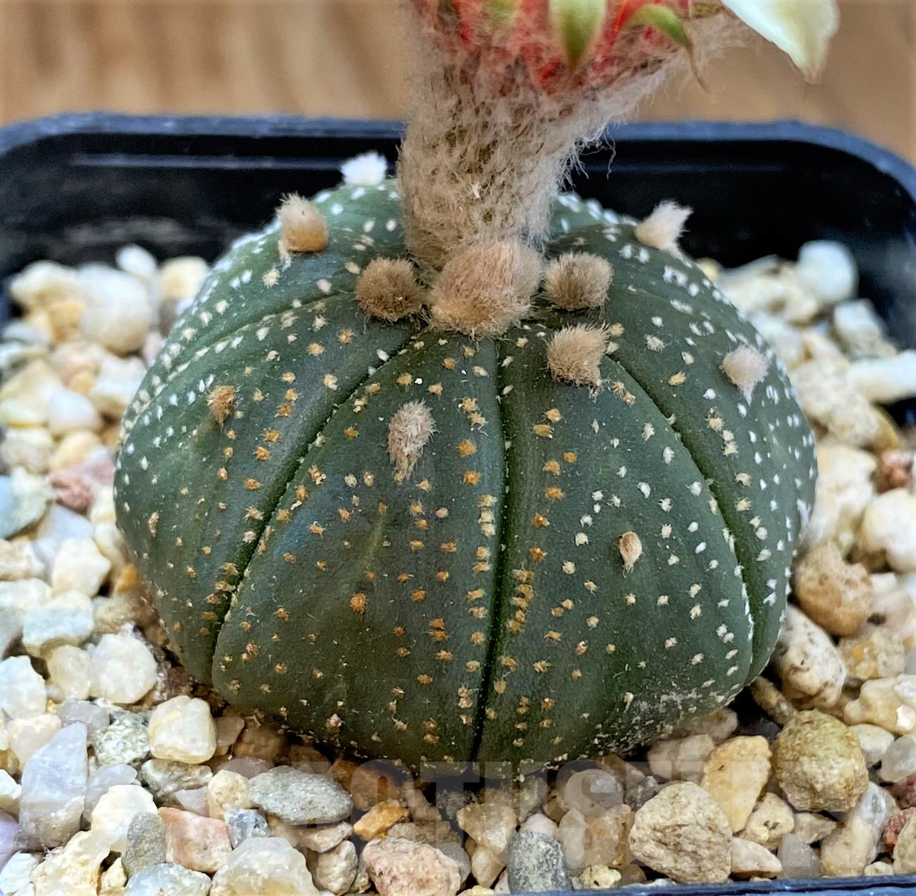 SH10311 Astrophytum asterias - Image 2
