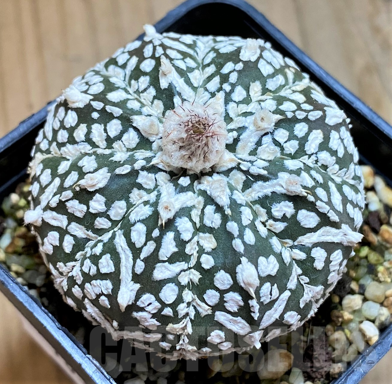 SH10312 Astrophytum asterias ‘Super Kabuto’