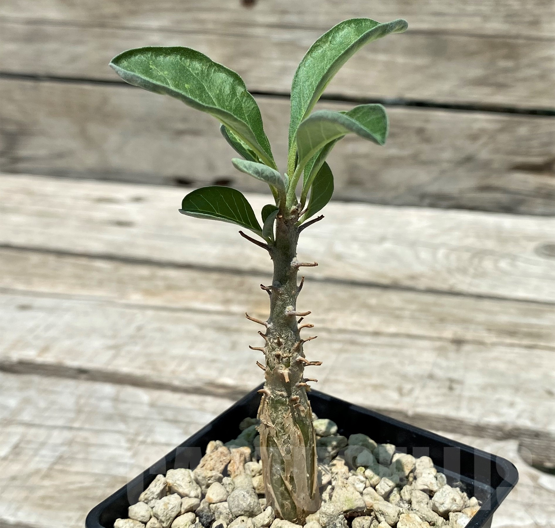 SH10314 Sesamothamnus lugardii - Image 2