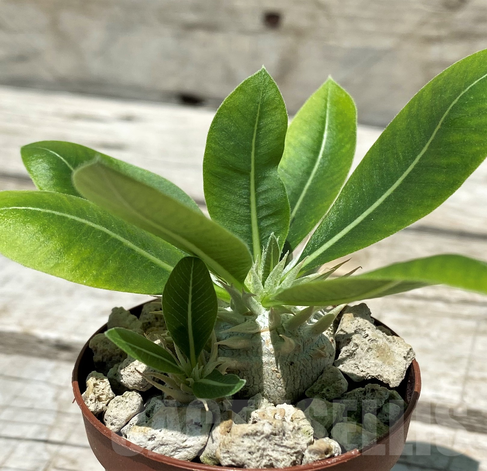 SH10318 Pachypodium brevicaule v. leucoxanthum - Image 2