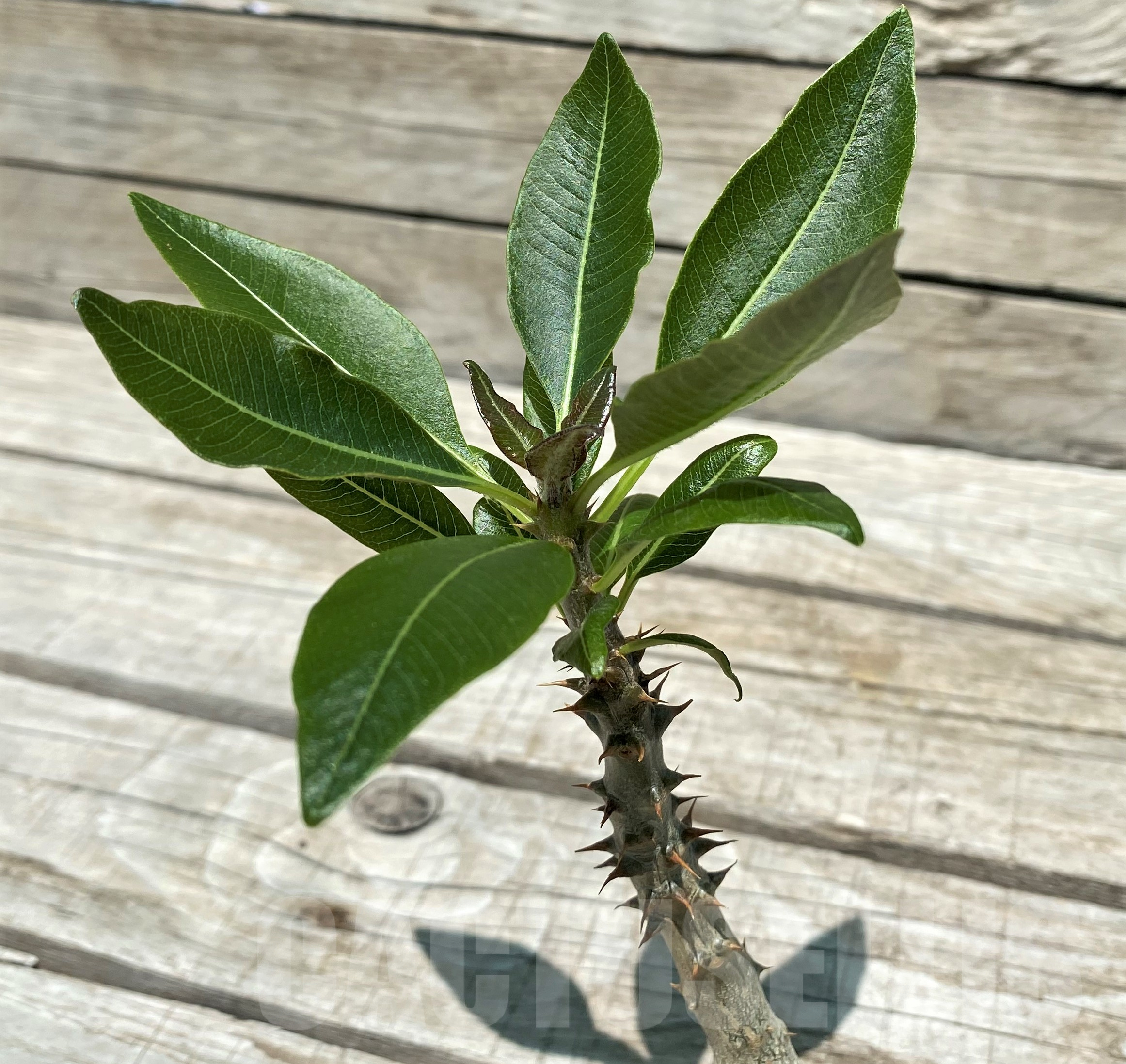 SH10319 Pachypodium baronii