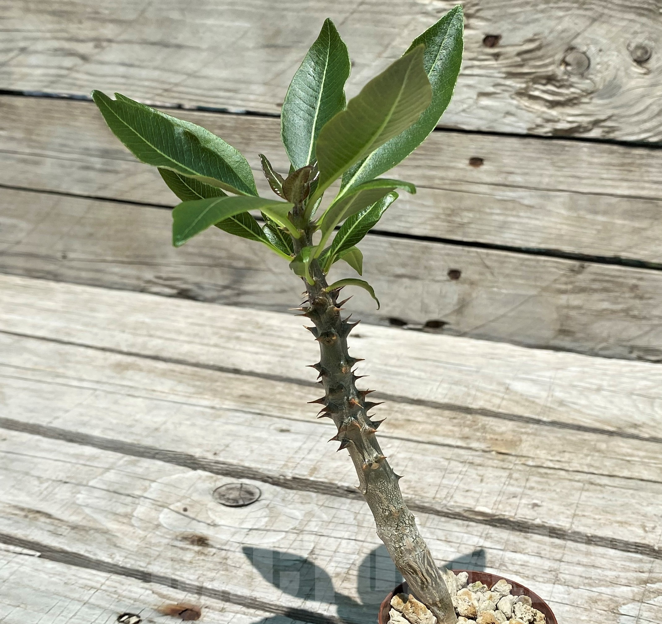 SH10319 Pachypodium baronii - Image 2