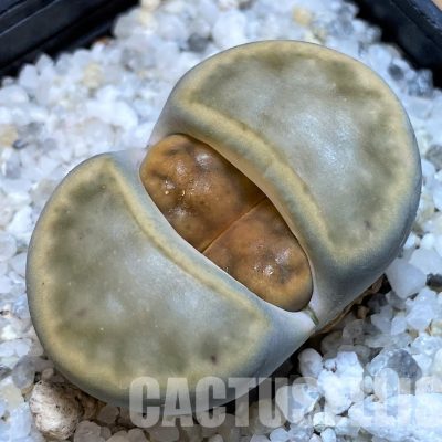 SH28962 Lithops karasmontana