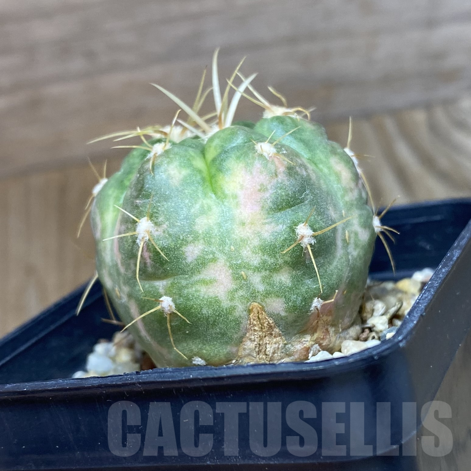 SH10365 Gymnocalycium horstii f. variegata - Image 2