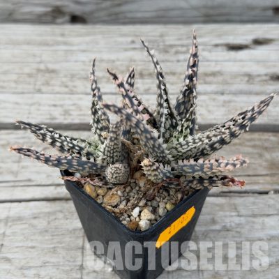 SH32283 Aloe TCT hybrid