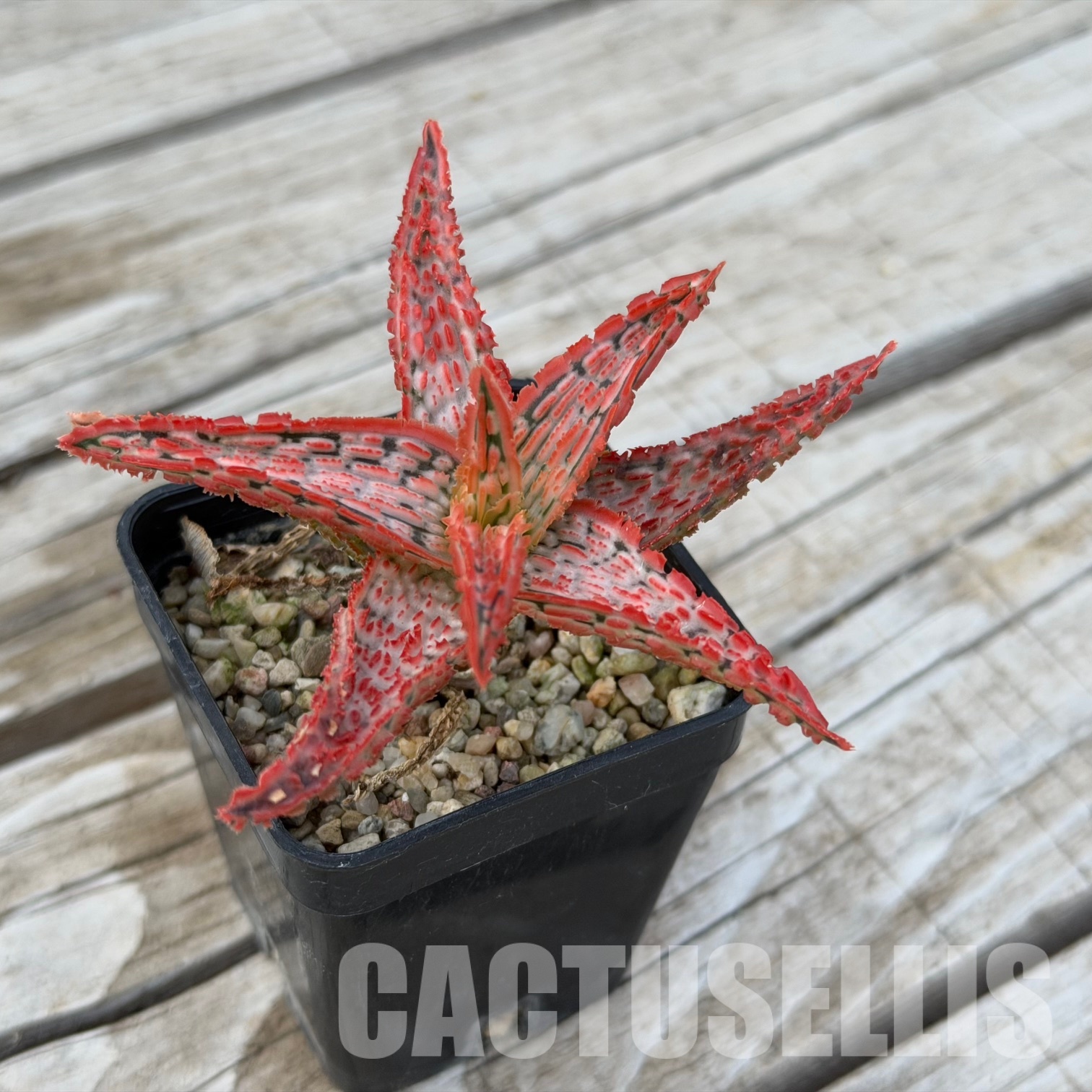 SH32282 Aloe TCT hybrid