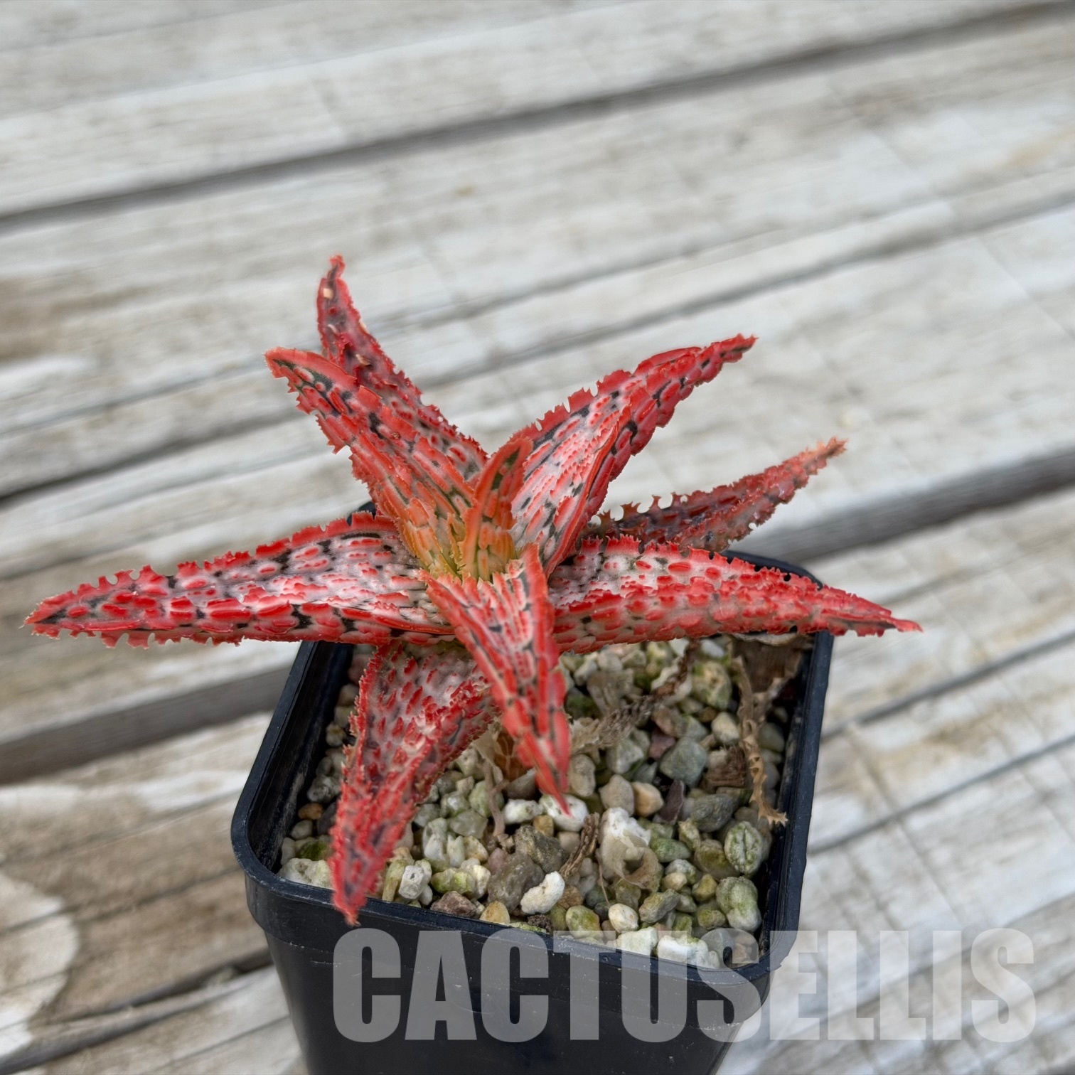 SH32282 Aloe TCT hybrid - Image 3