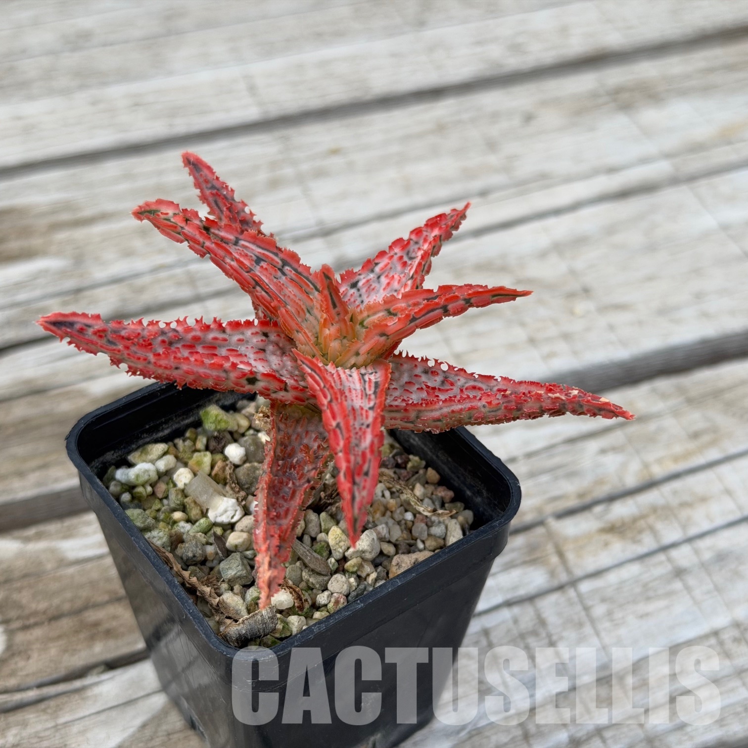 SH32282 Aloe TCT hybrid - Image 2