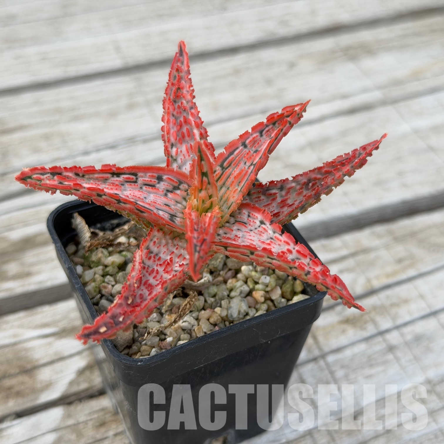 SH32282 Aloe TCT hybrid - Image 4