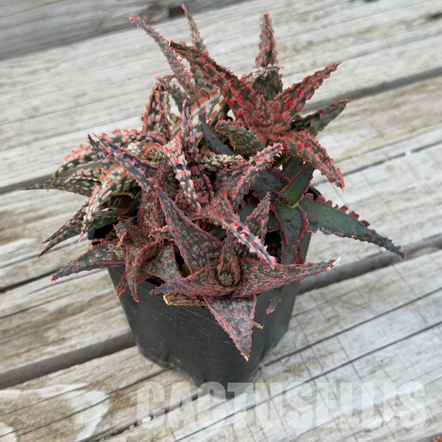 SH32280 Aloe TCT hybrids, seedlings - Image 2