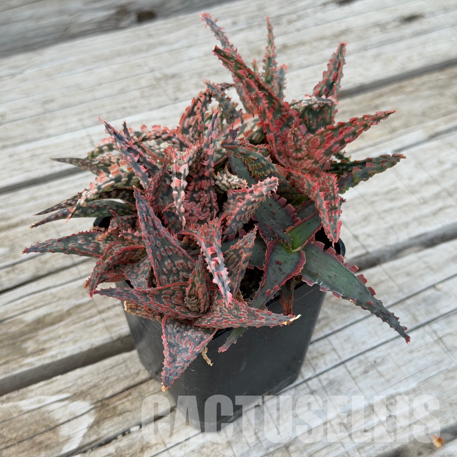 SH32280 Aloe TCT hybrids, seedlings - Image 3