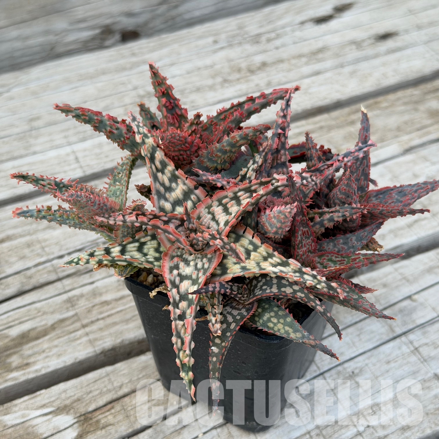 SH32280 Aloe TCT hybrids, seedlings - Image 4
