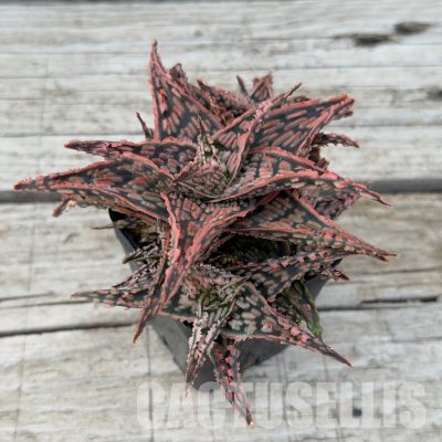 SH32284 Aloe TCT hybrid