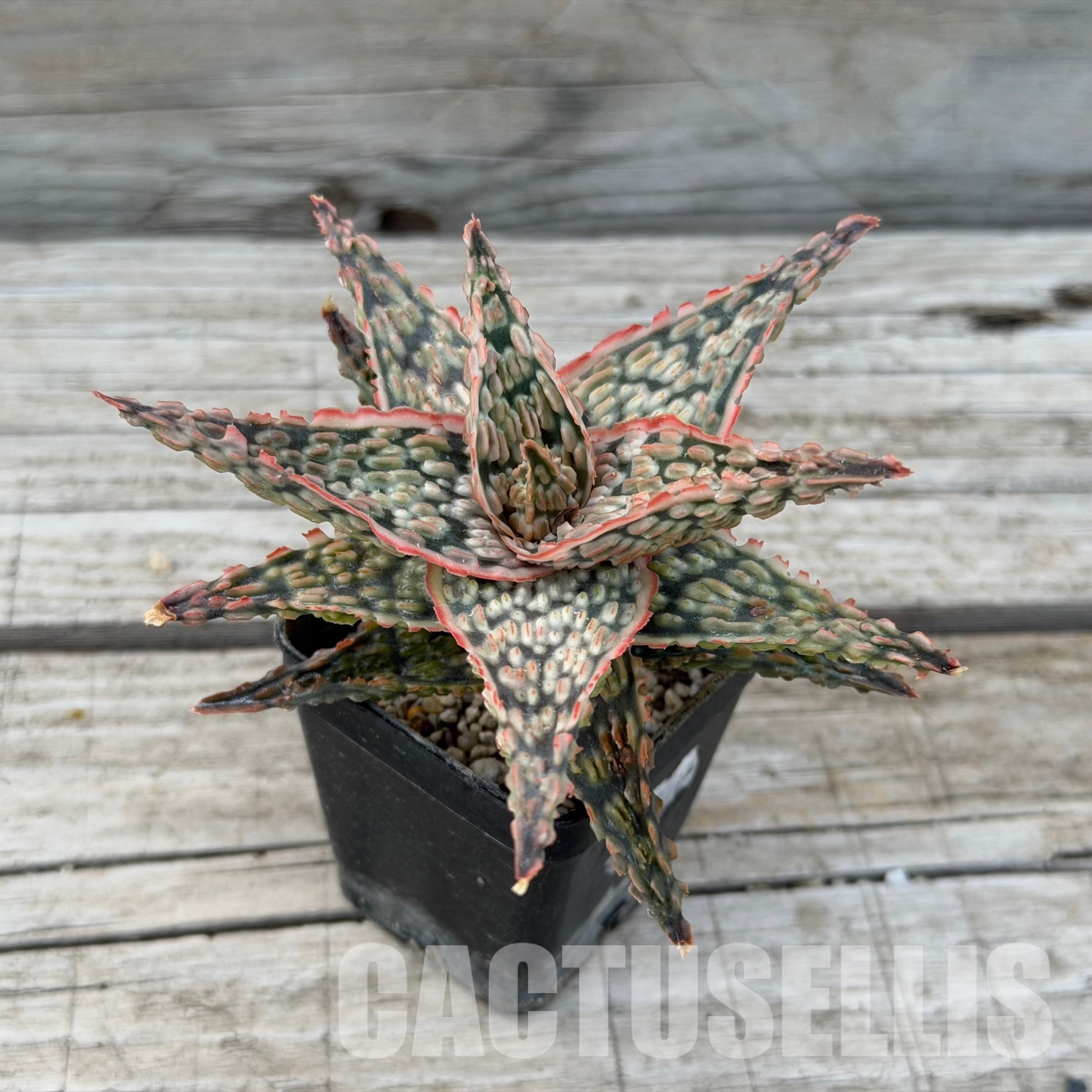 SH32276 Aloe TCT hybrid - Image 2