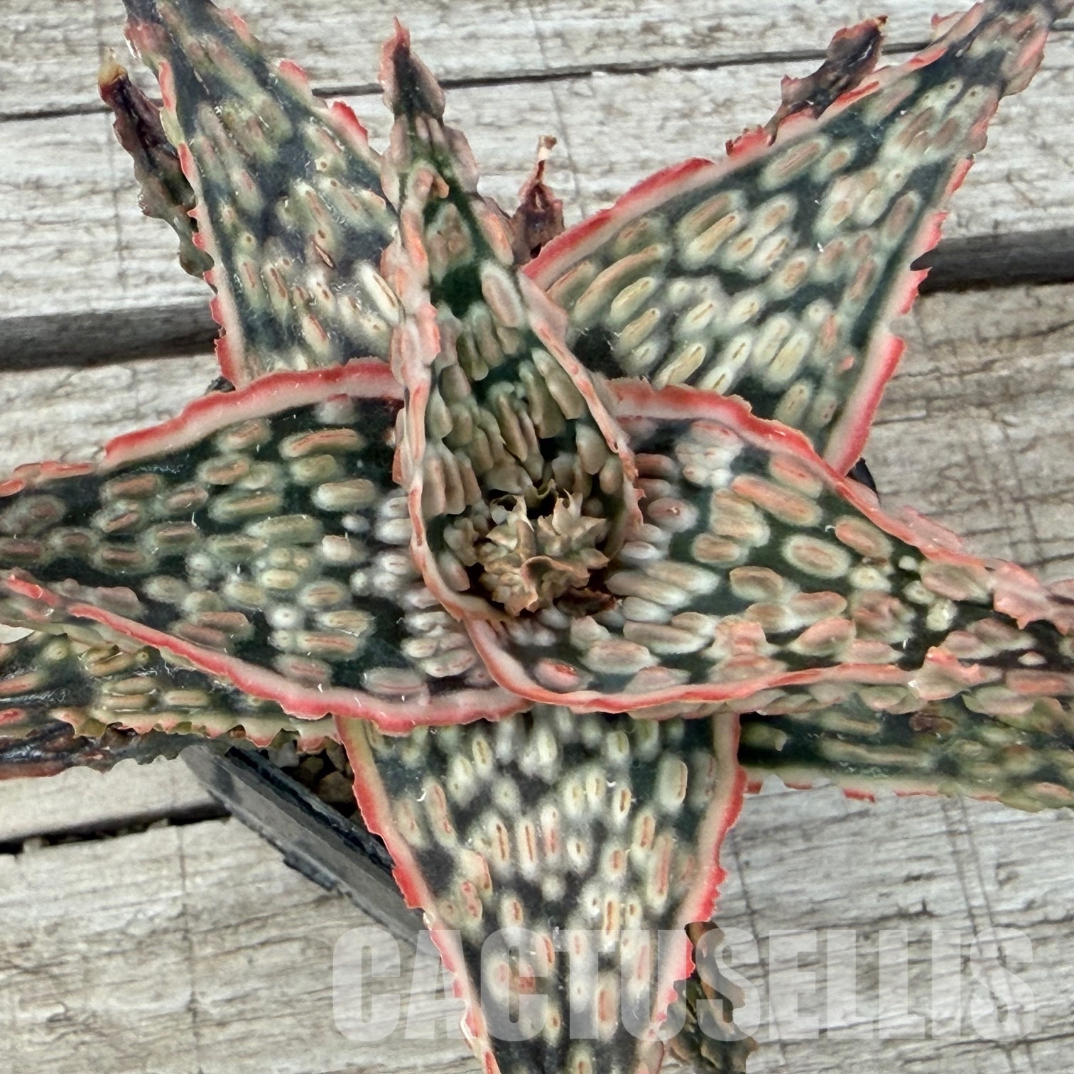 SH32276 Aloe TCT hybrid