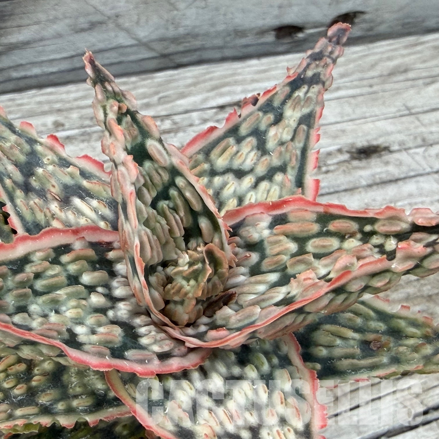 SH32276 Aloe TCT hybrid - Image 3