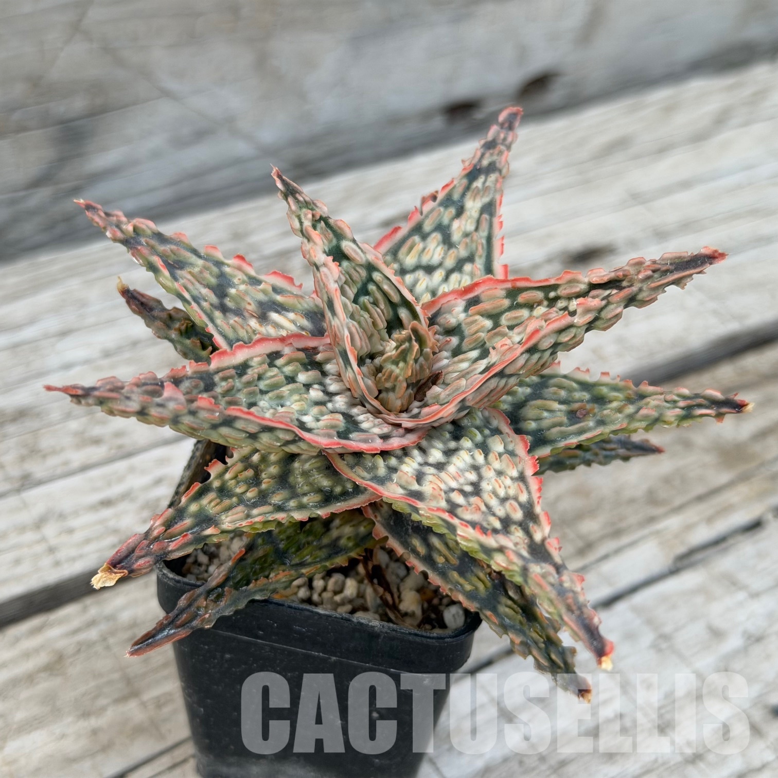 SH32276 Aloe TCT hybrid - Image 4