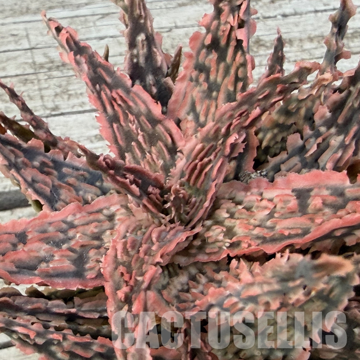 SH32274 Aloe TCT hybrid